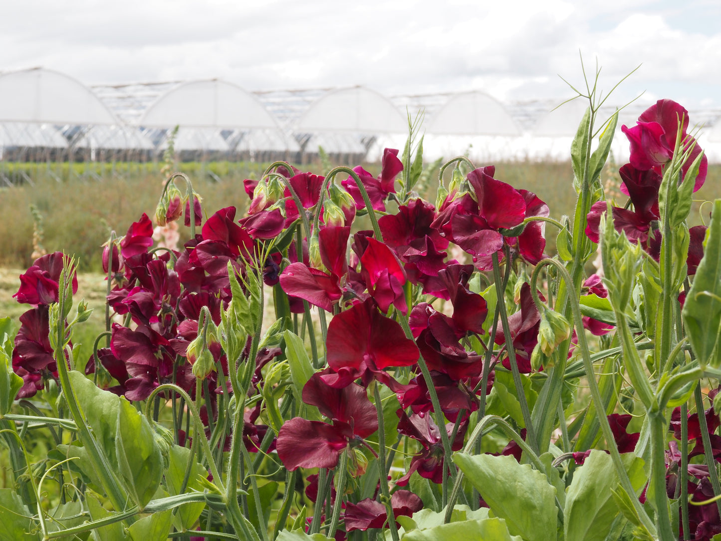 Sweet Pea - Balmoral