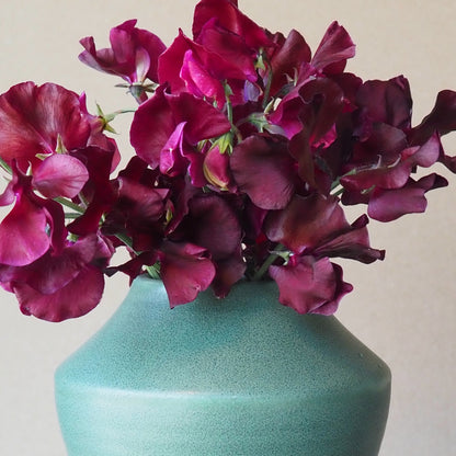 Sweet Pea - Balmoral