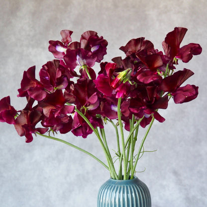 Sweet Pea - Balmoral