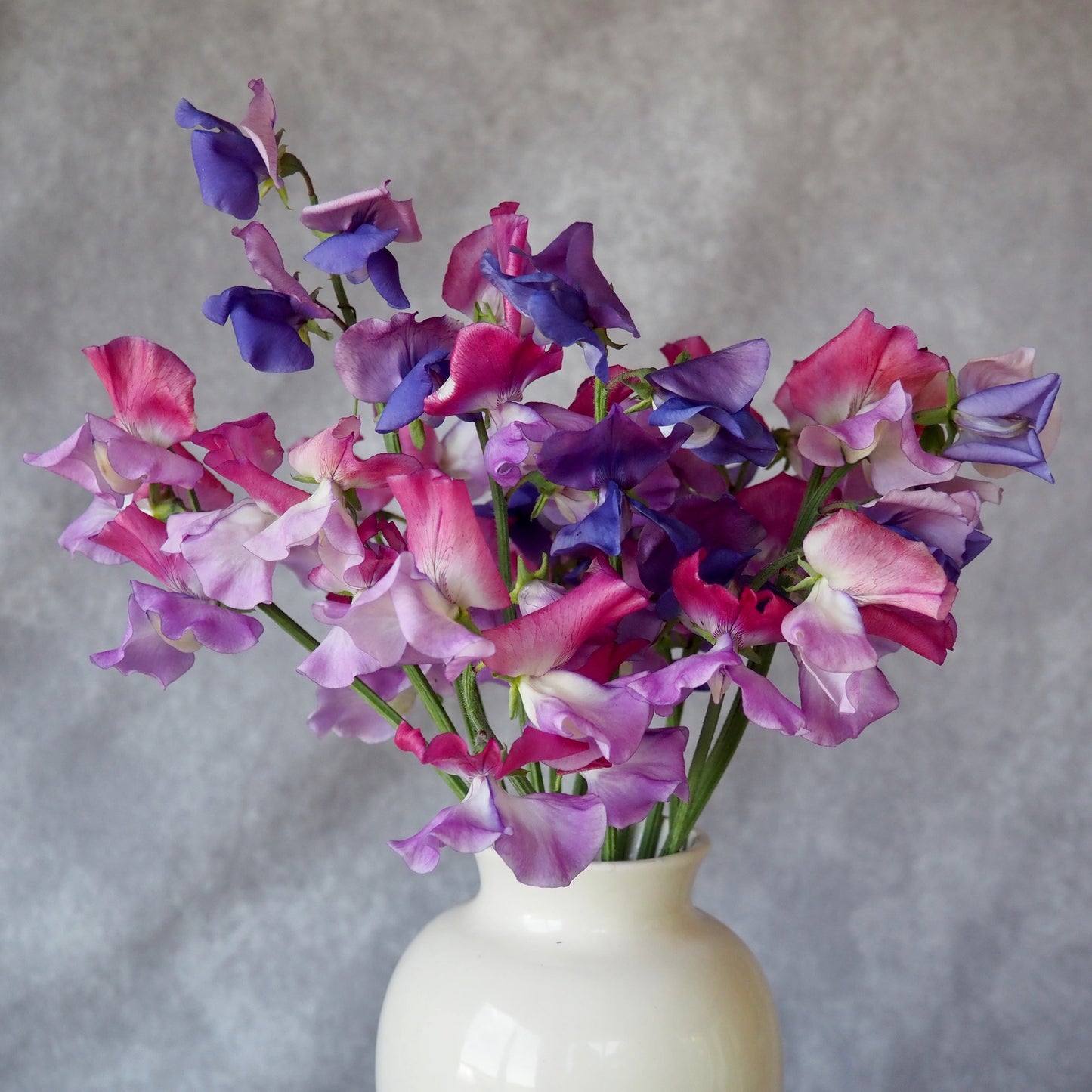 Sweet Pea - Enchanté