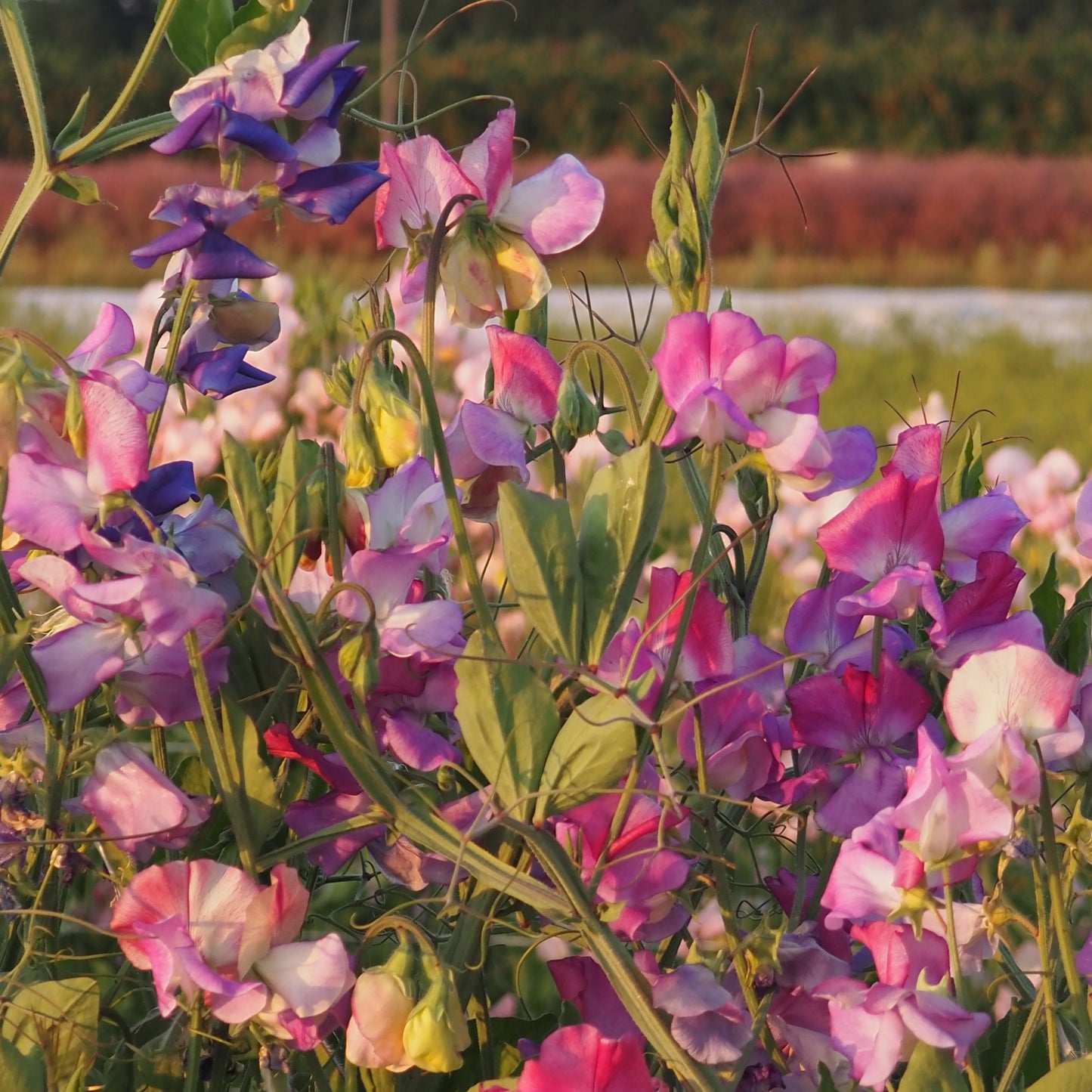 Sweet Pea - Enchanté