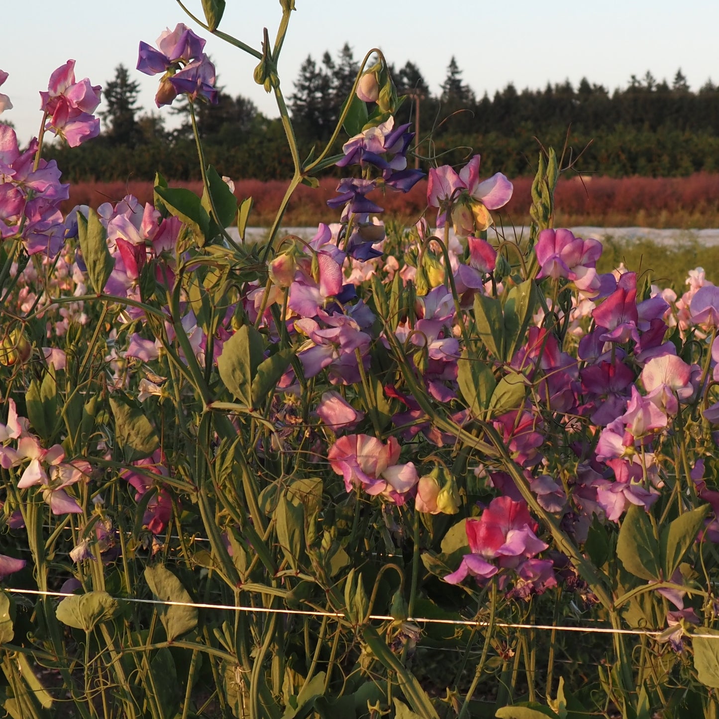 Sweet Pea - Enchanté