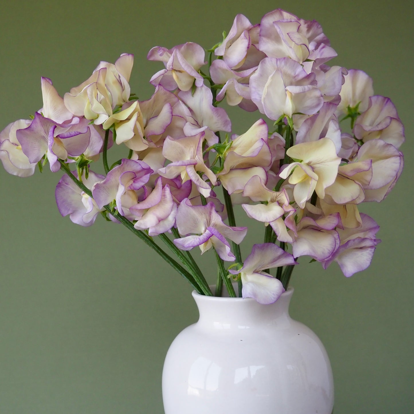 Sweet Pea - High Scent