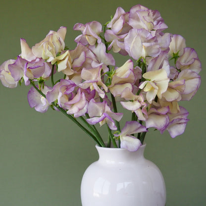 Sweet Pea - High Scent
