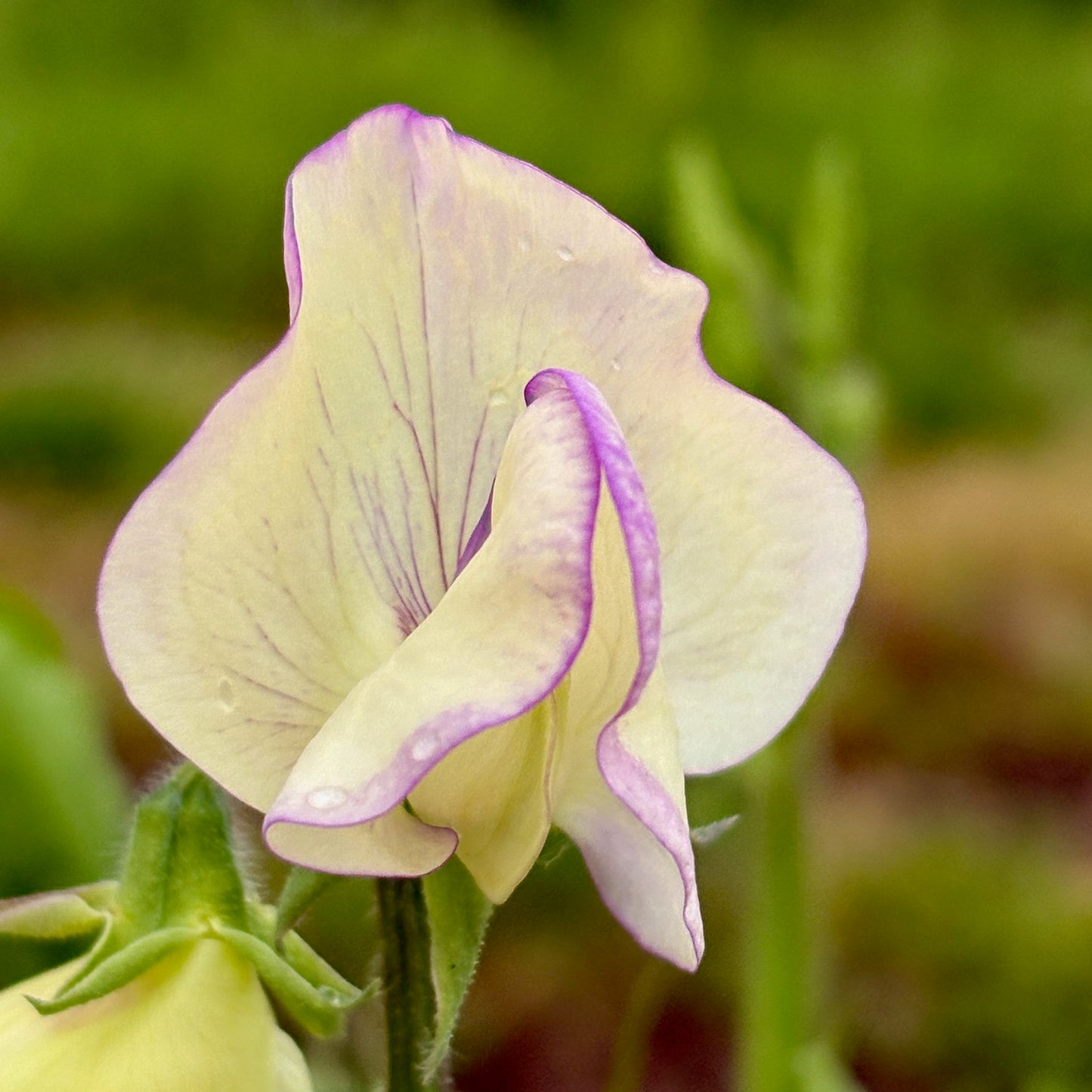 Sweet Pea - High Scent