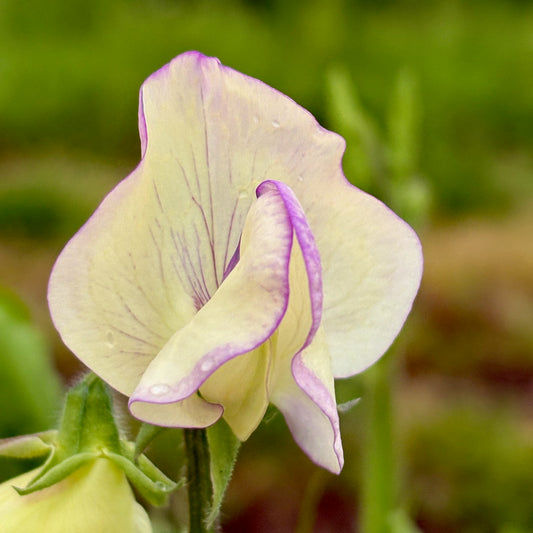 Sweet Pea - High Scent