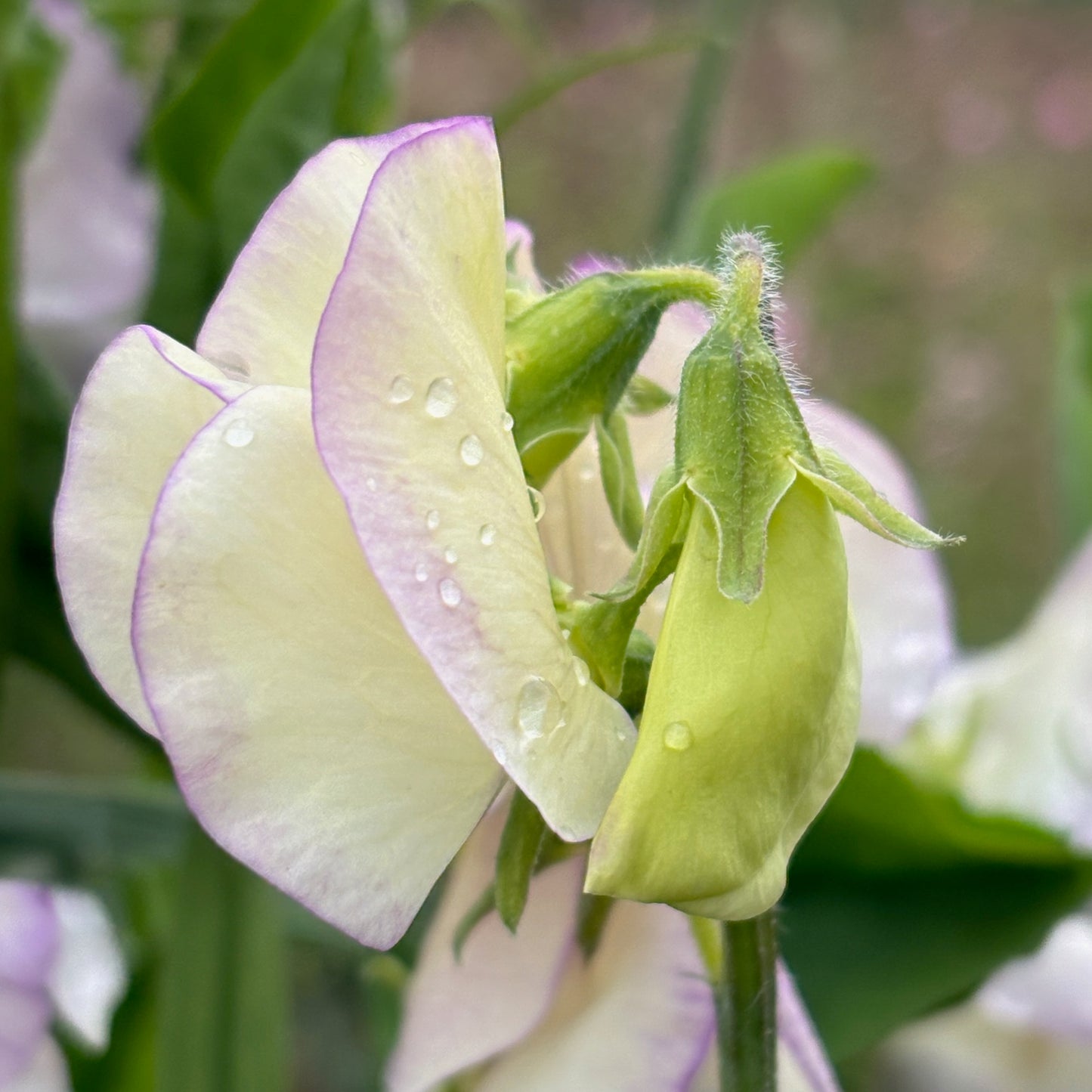 Sweet Pea - High Scent