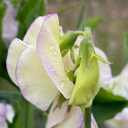 Sweet Pea - High Scent