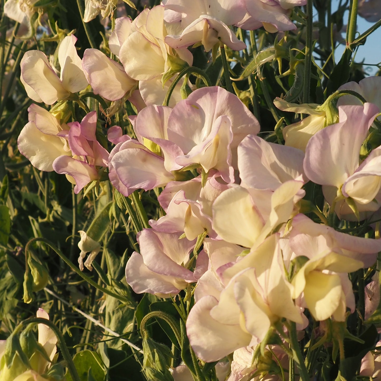 Sweet Pea - High Scent