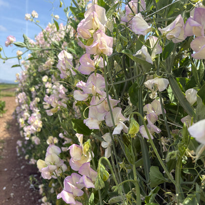 Sweet Pea - High Scent