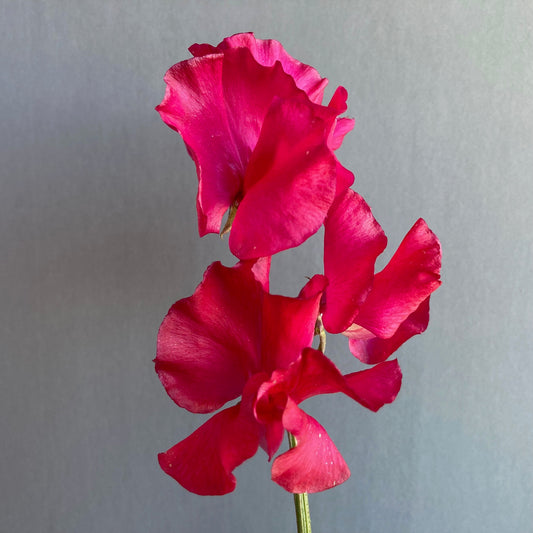 Sweet Pea - Judith Wilkinson