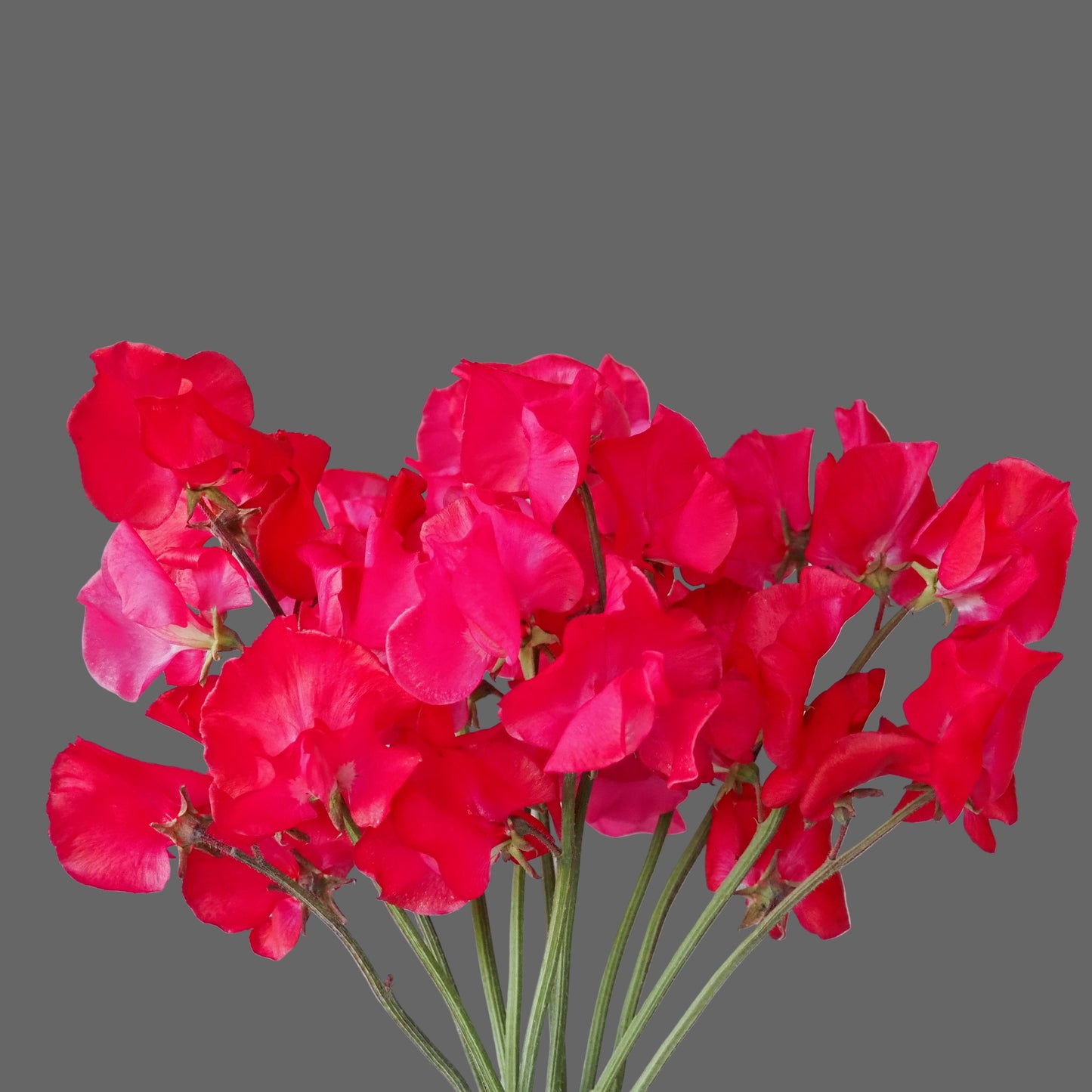 Sweet Pea - Judith Wilkinson