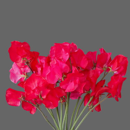 Sweet Pea - Judith Wilkinson