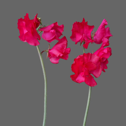 Sweet Pea - Judith Wilkinson