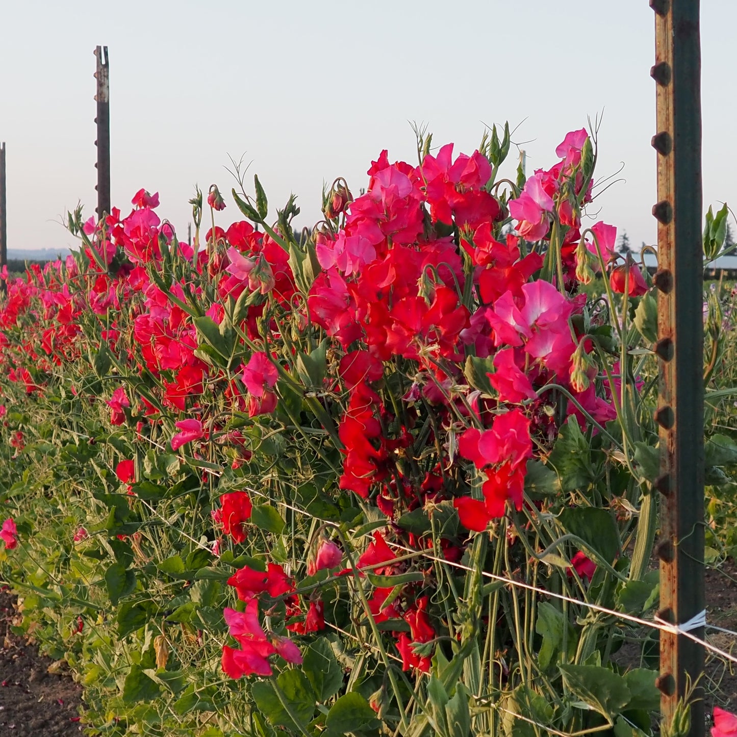 Sweet Pea - Judith Wilkinson