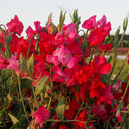 Sweet Pea - Judith Wilkinson