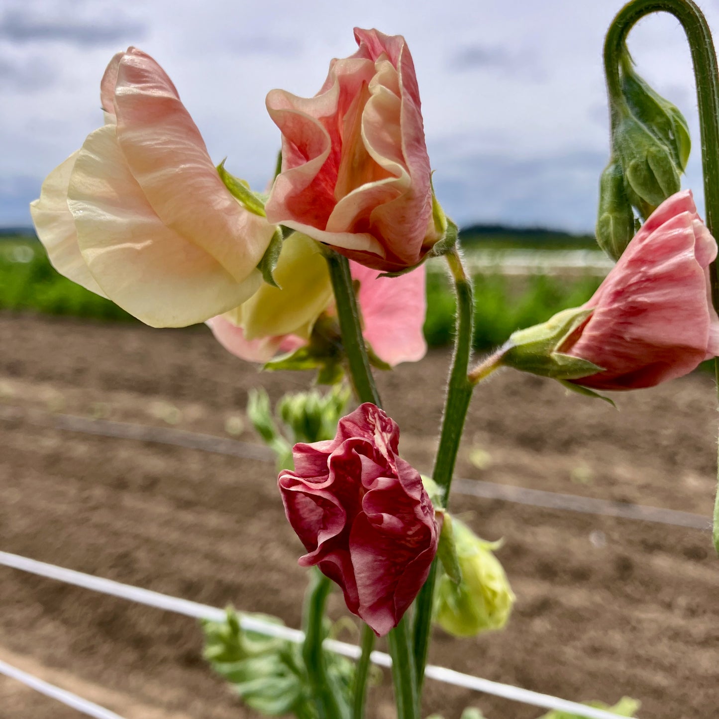 Sweet Pea - King’s Ransom