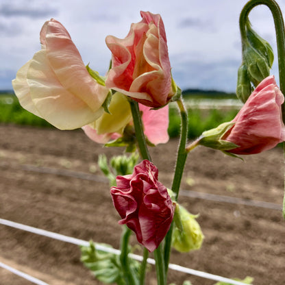 Sweet Pea - King’s Ransom