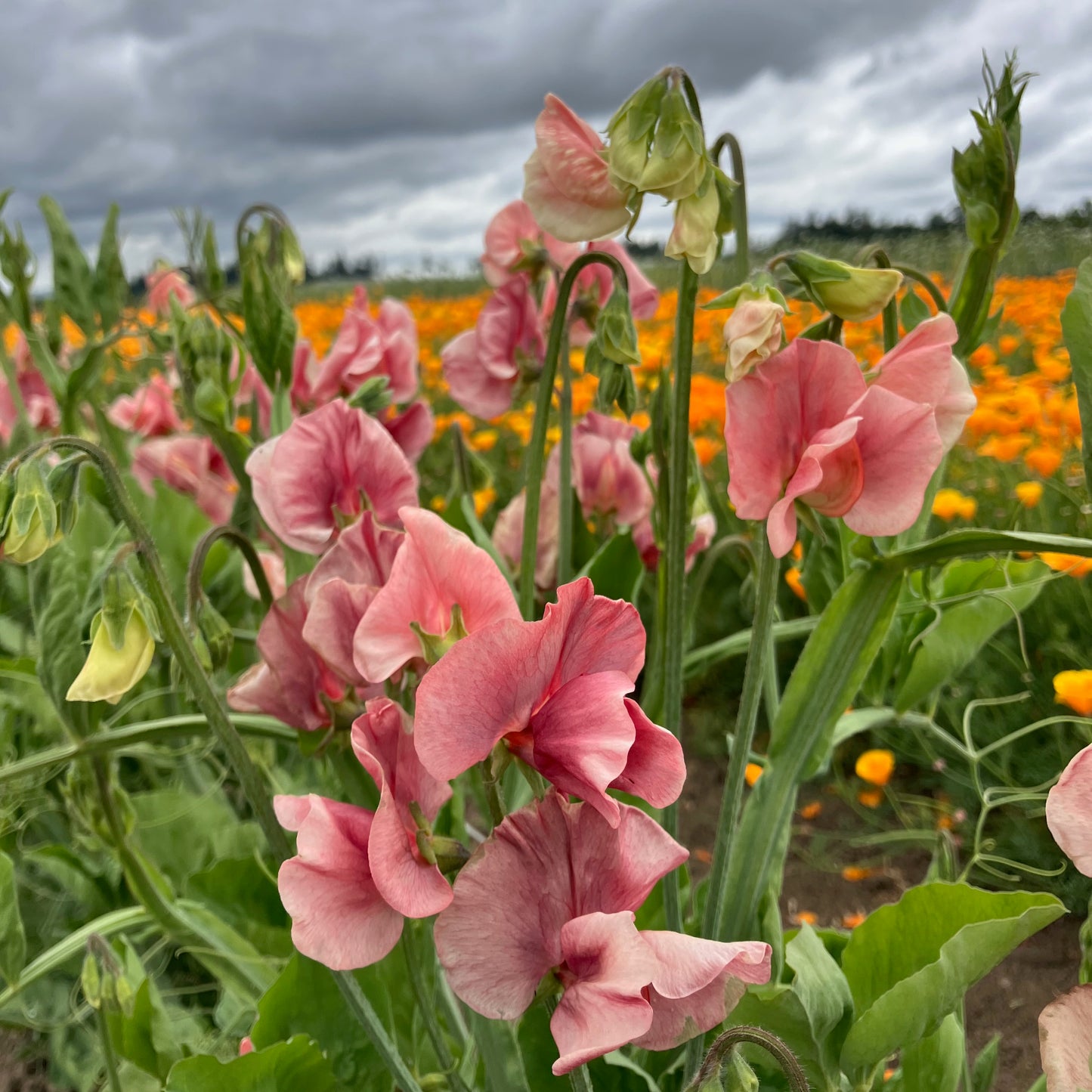 Sweet Pea - King’s Ransom