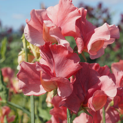 Sweet Pea - King’s Ransom