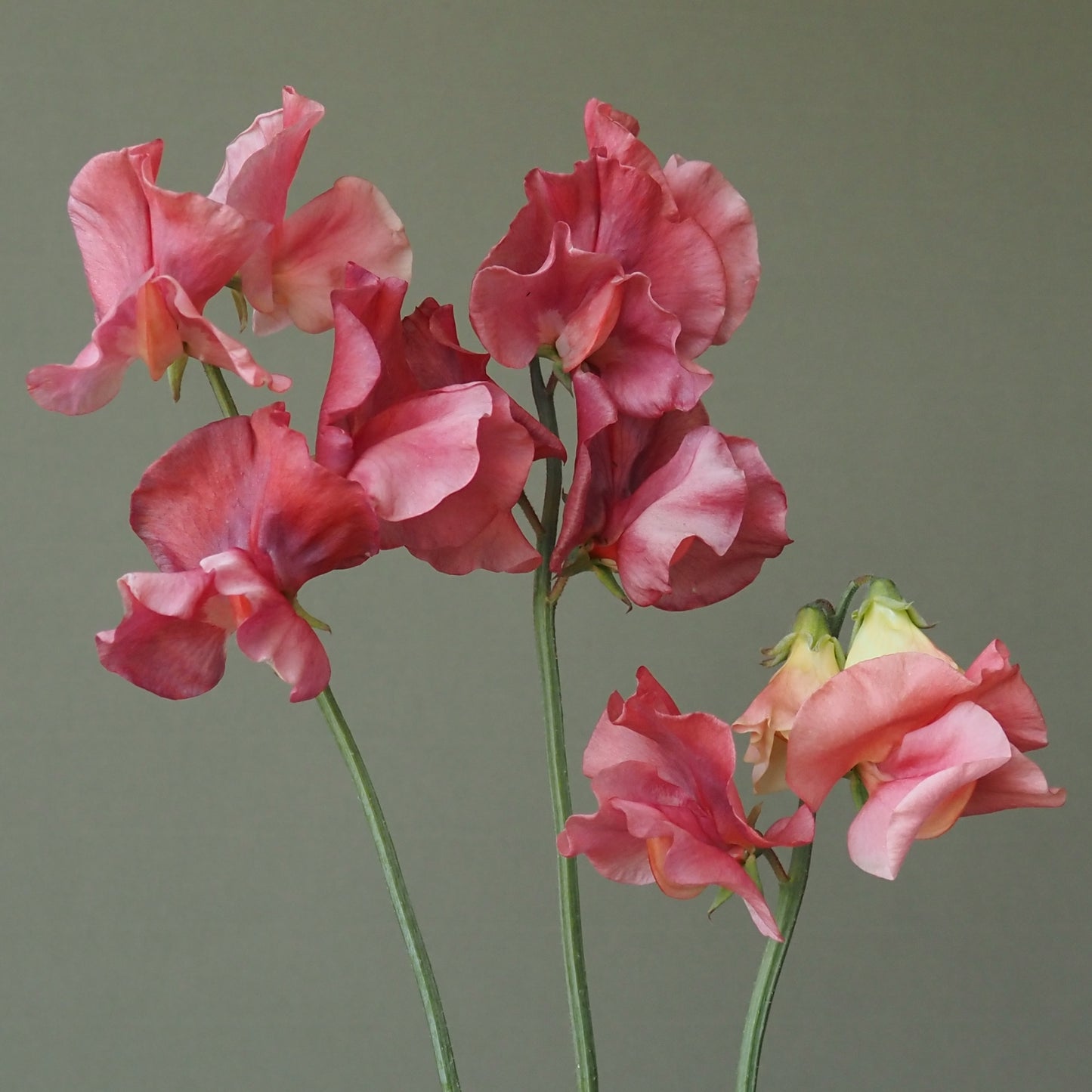 Sweet Pea - King’s Ransom