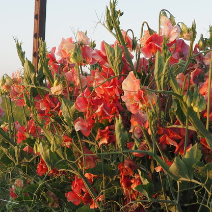 Sweet Pea - King’s Ransom