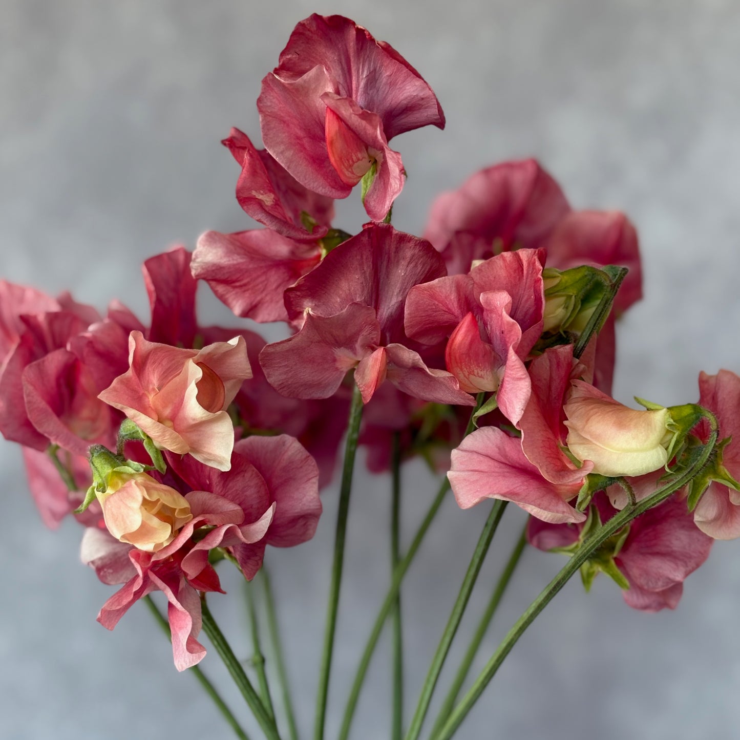 Sweet Pea - King’s Ransom