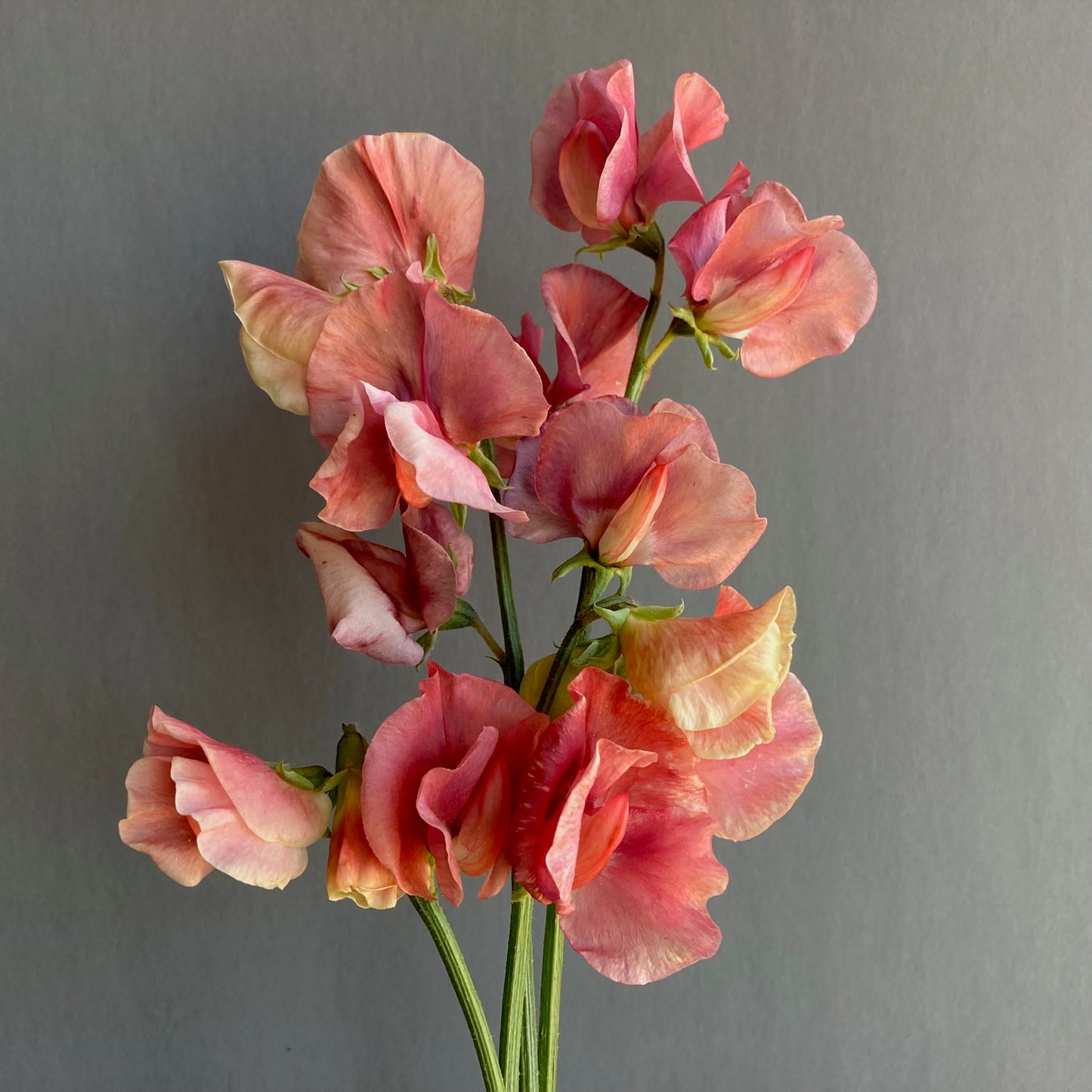 Sweet Pea - King’s Ransom