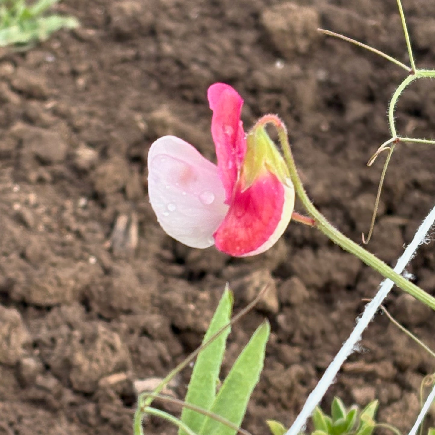 Sweet Pea - Painted Lady