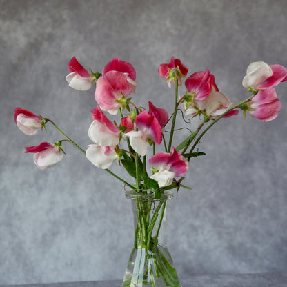 Sweet Pea - Painted Lady