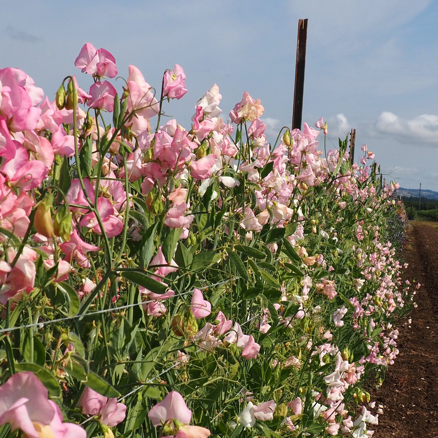 Sweet Pea - Pink Mollie