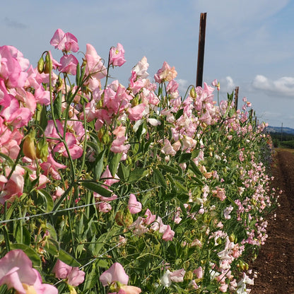 Sweet Pea - Pink Mollie