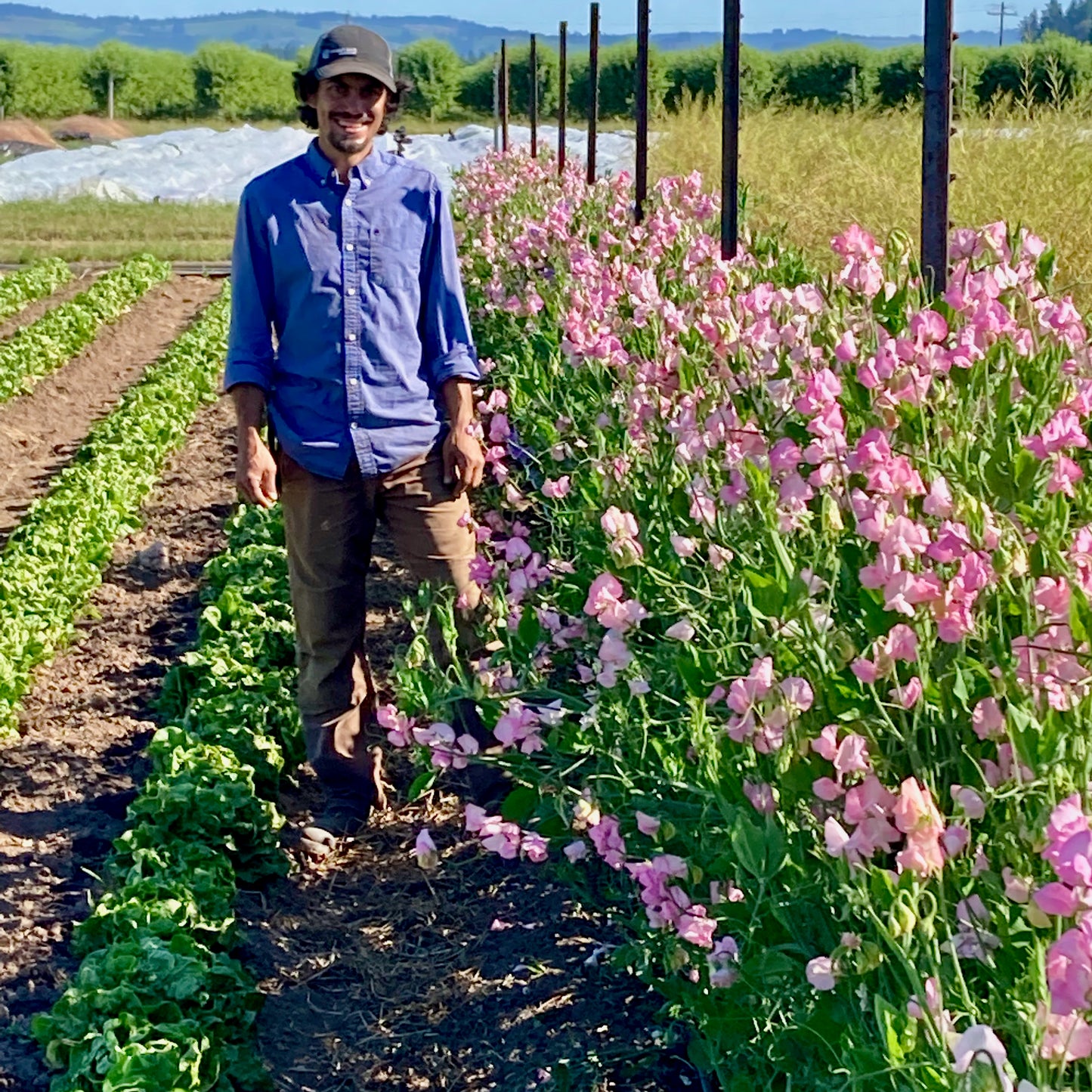 Sweet Pea - Pink Mollie