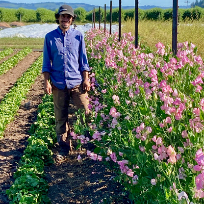 Sweet Pea - Pink Mollie
