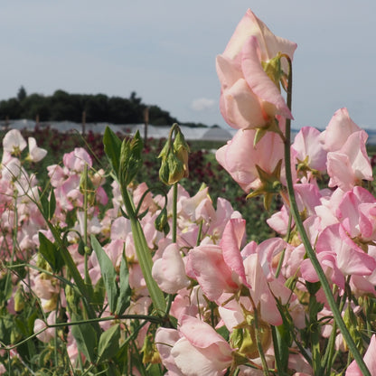 Sweet Pea - Pink Mollie