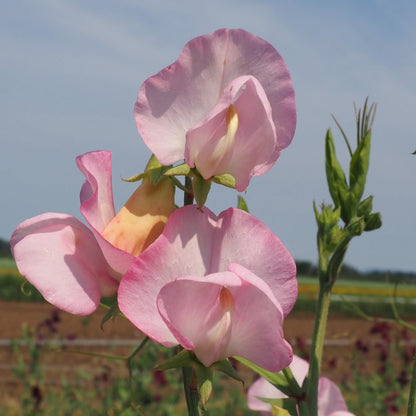 Sweet Pea - Pink Mollie
