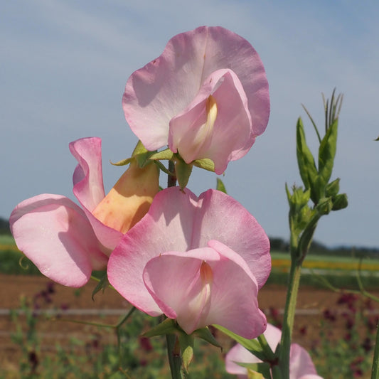 Sweet Pea - Pink Mollie