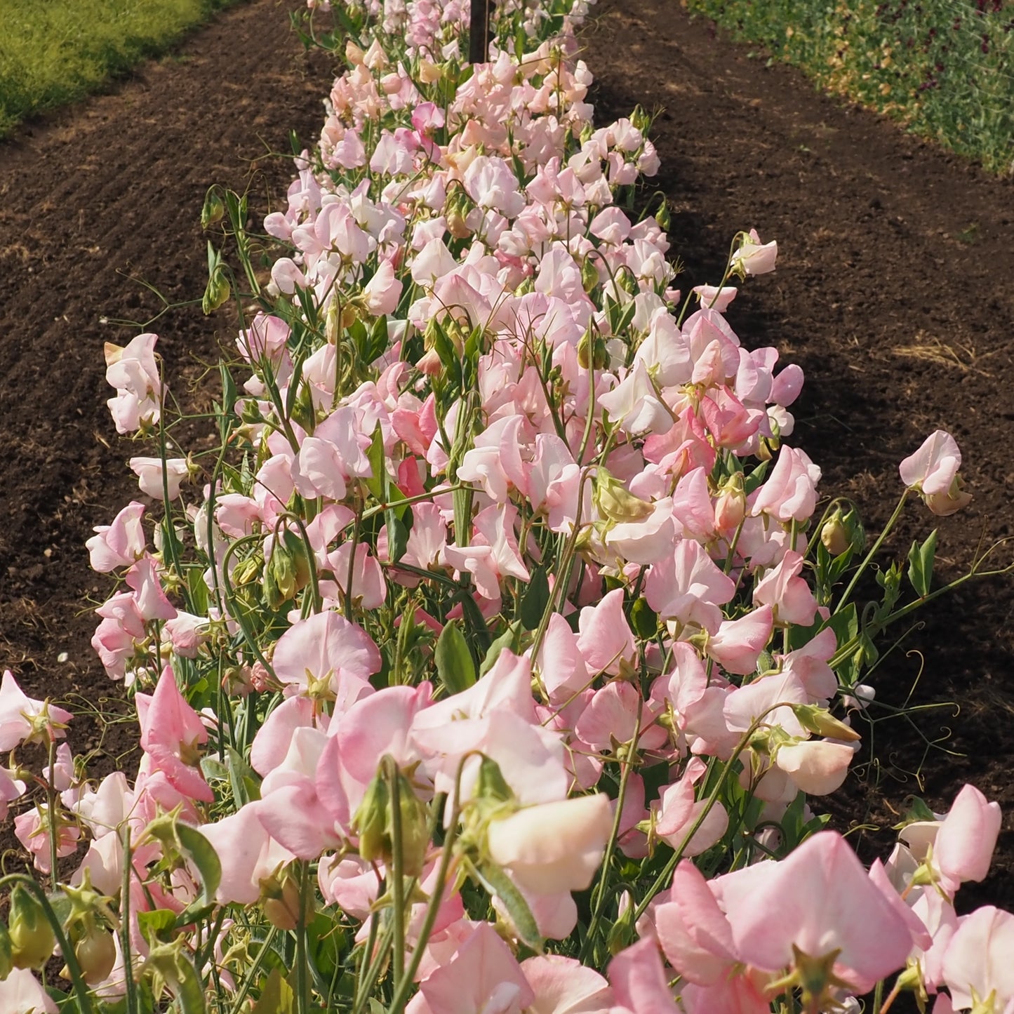 Sweet Pea - Pink Mollie