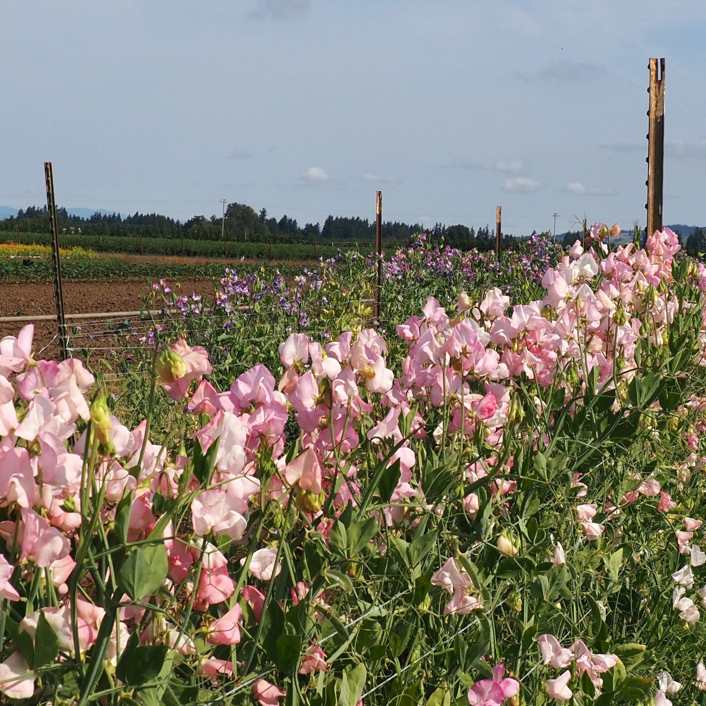 Sweet Pea - Pink Mollie