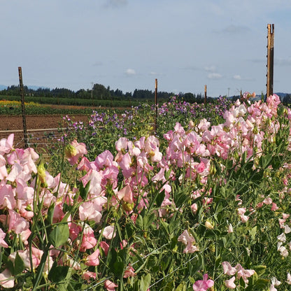 Sweet Pea - Pink Mollie