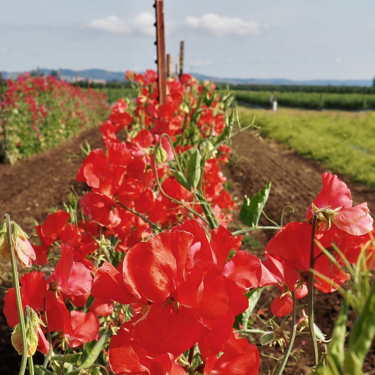 Sweet Pea - Restormal