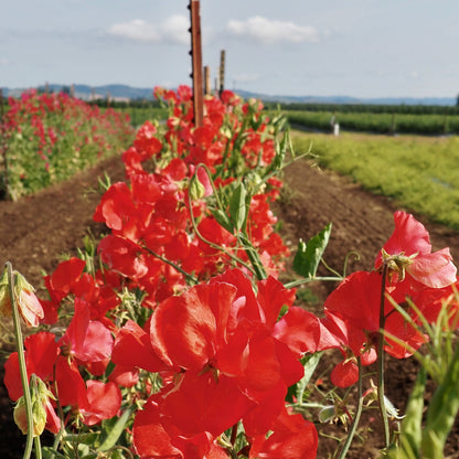 Sweet Pea - Restormal