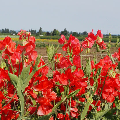 Sweet Pea - Restormal