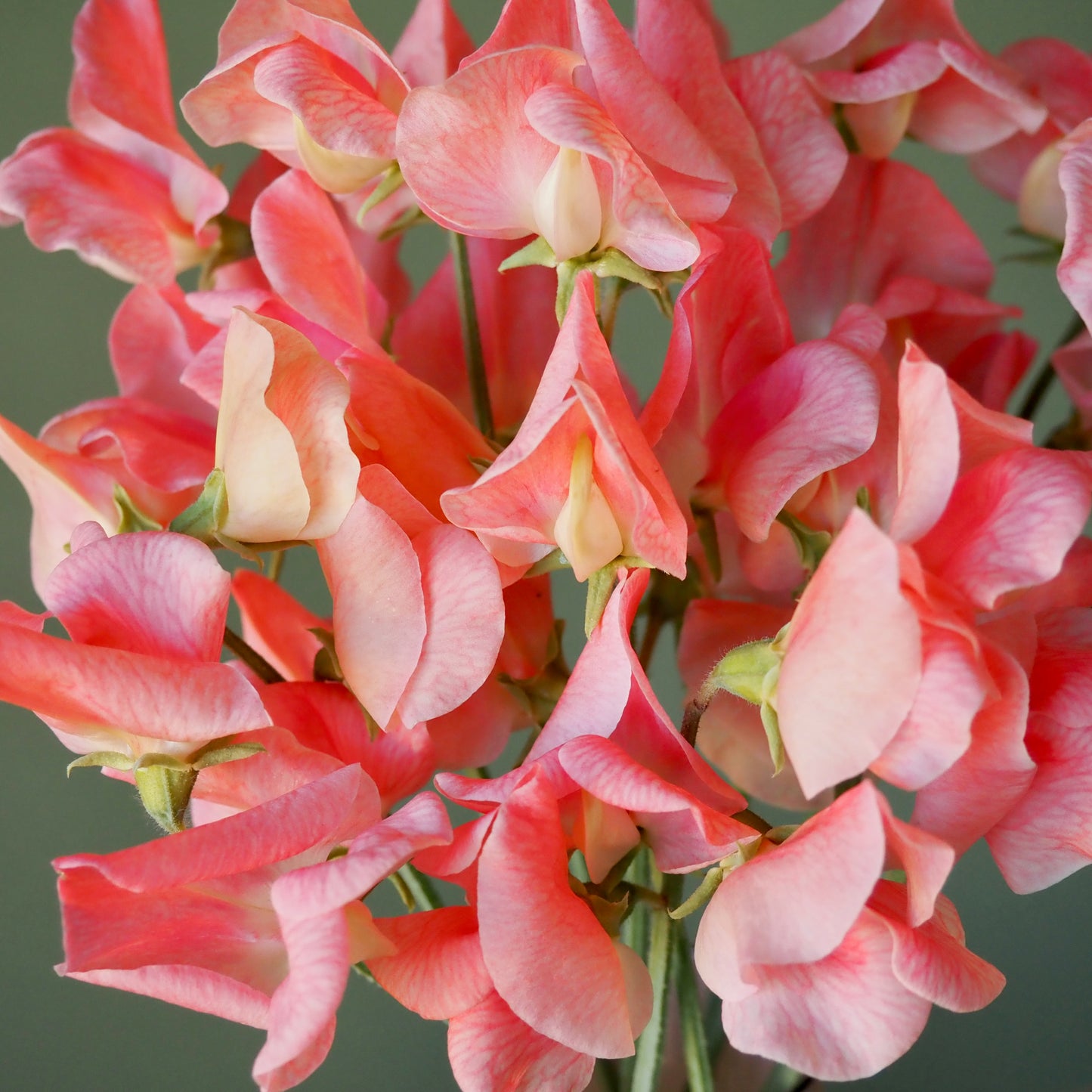 sweetpea flower seeds Sweet Pea ⁃ Organic Seed