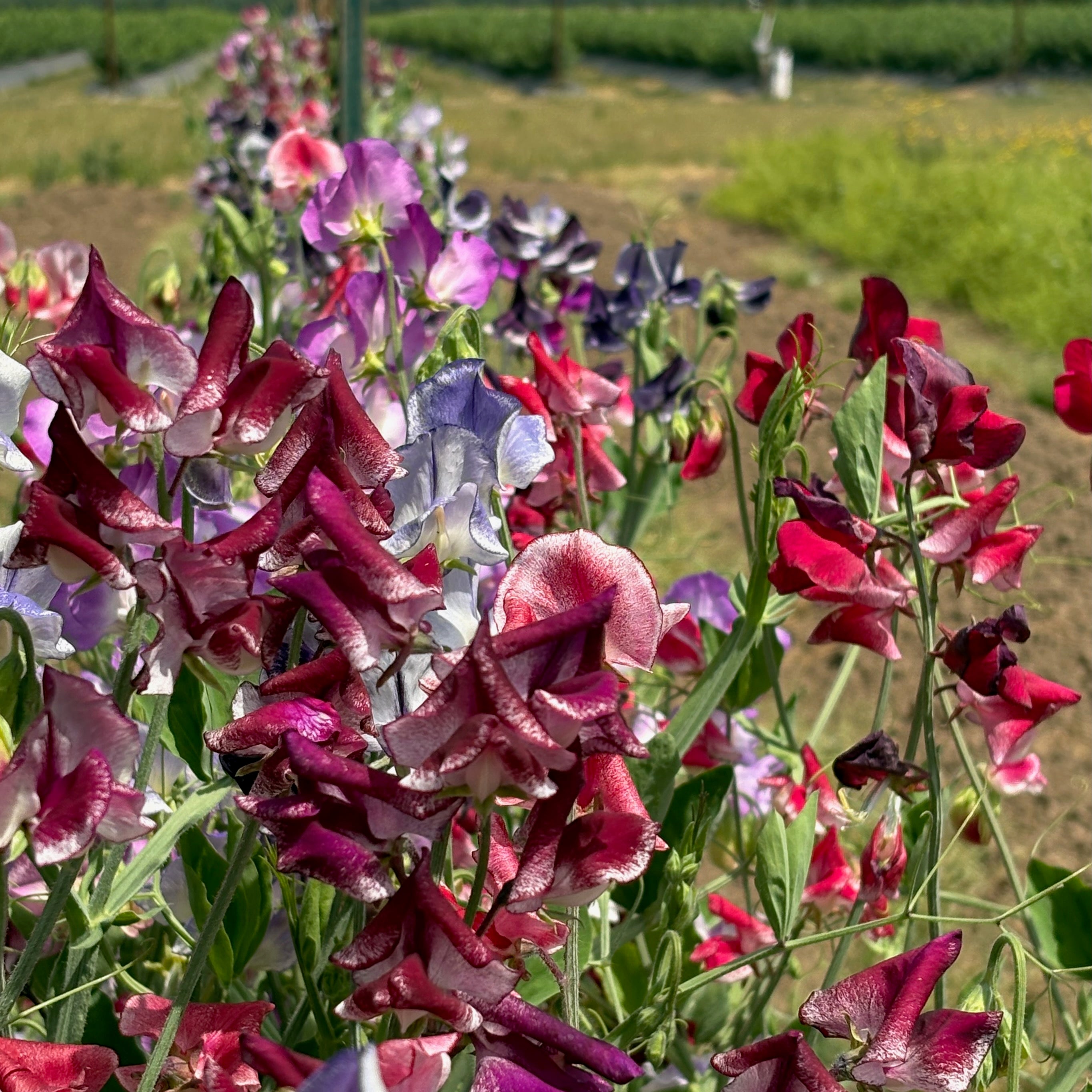 Sweet Pea カラフルロープリード Sweet Pea ⁃ Organic Seed - Spencer Ripple Mix – Summertime Seed Co.