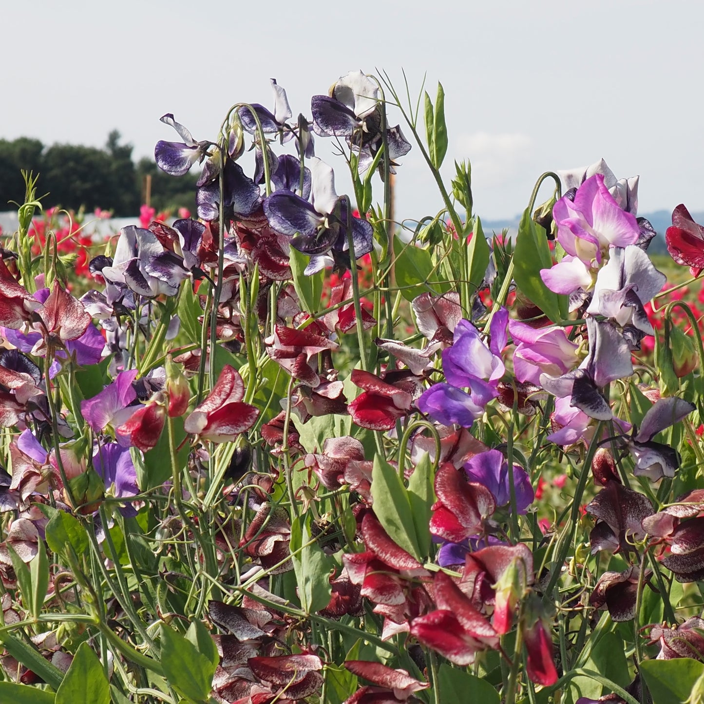 Sweet Pea - Spencer Ripple Mix