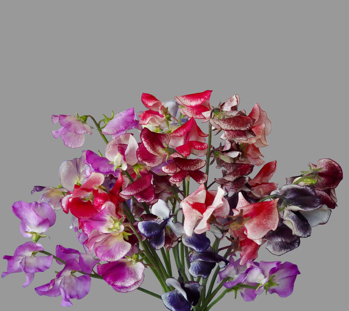 Sweet Pea ⁃ Organic Seed - Spencer Ripple Mix – Summertime Seed Co.