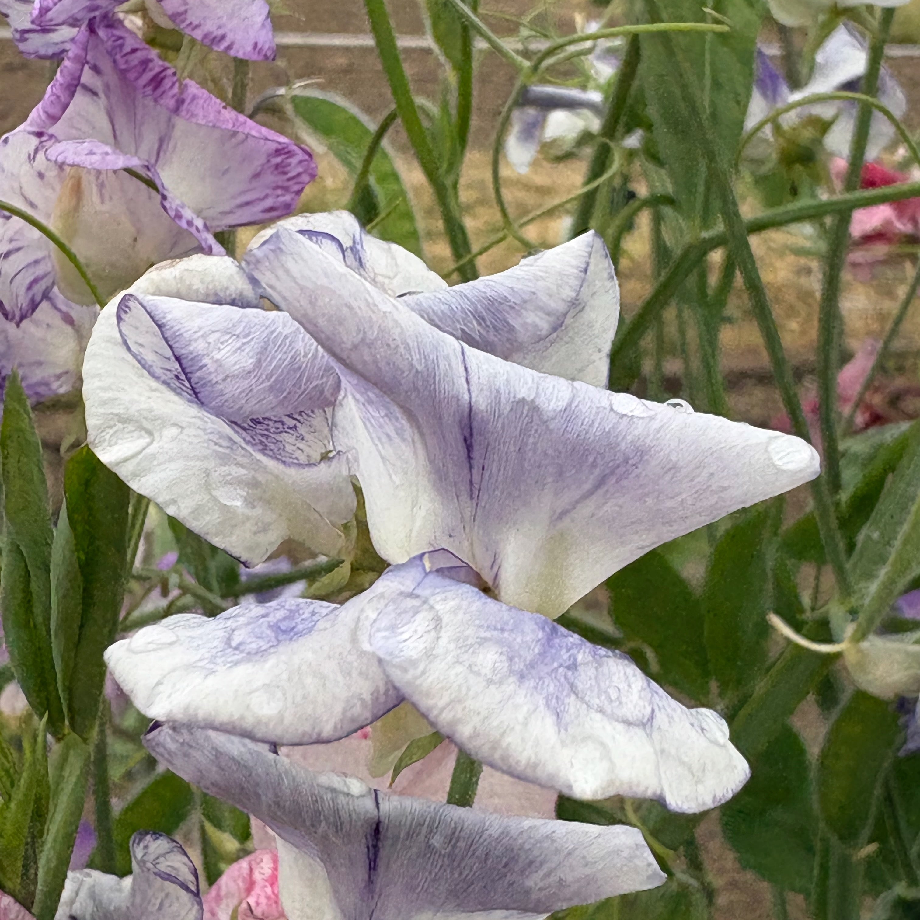 Sweet Pea ⁃ Organic Seed - Spencer Ripple Mix – Summertime Seed Co.