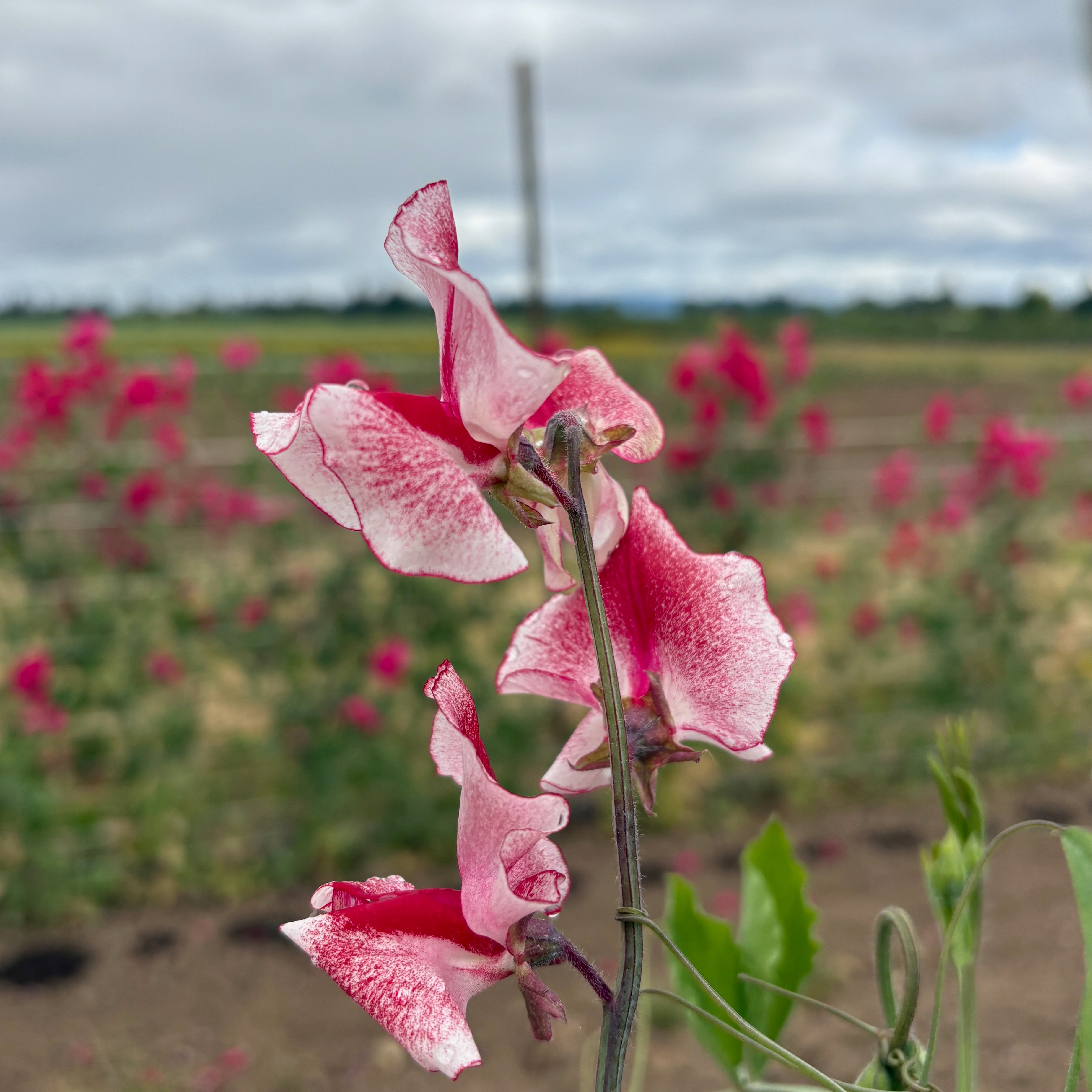 Sweet Pea ⁃ Organic Seed - Spencer Ripple Mix – Summertime Seed Co.