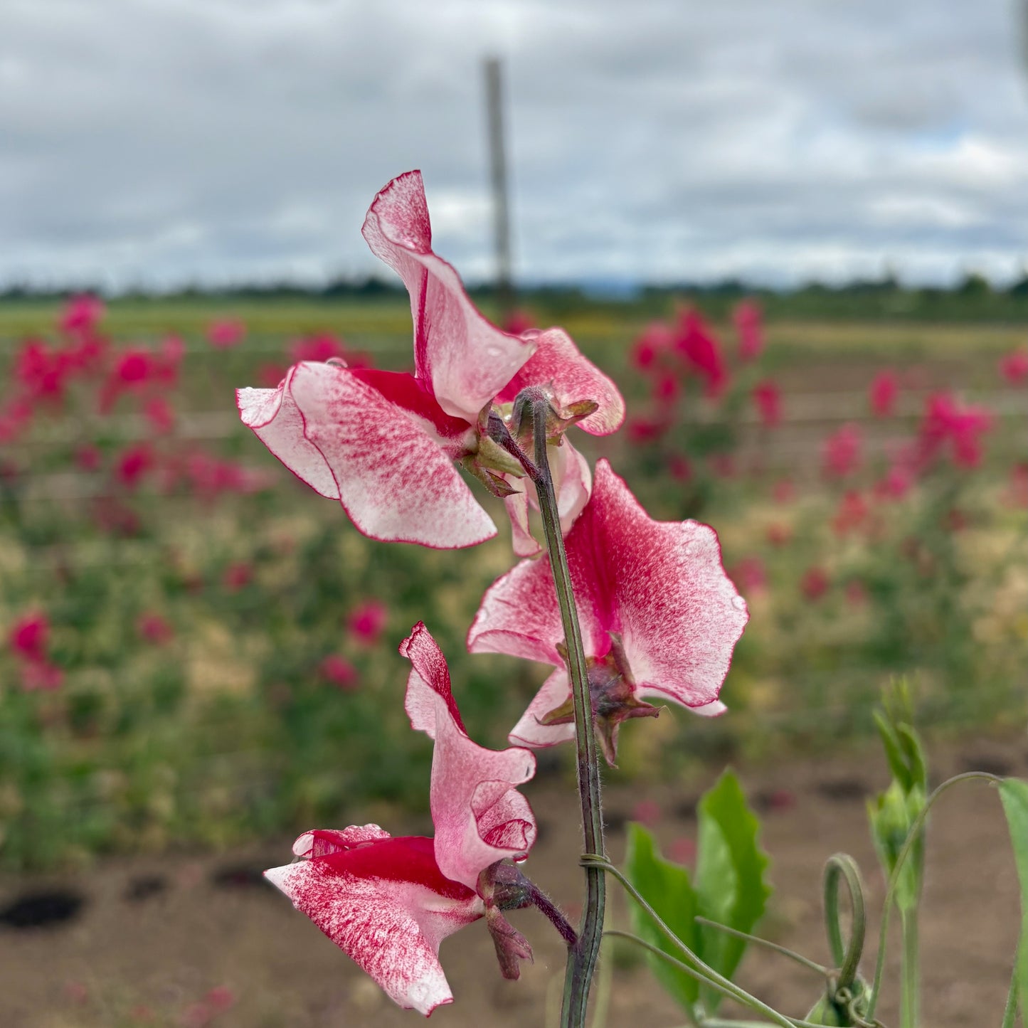 Sweet Pea - Spencer Ripple Mix